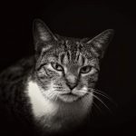 【激怒】同人誌も売る転売ヤーへ怒り爆発！再販を決意するも悲しいことに…