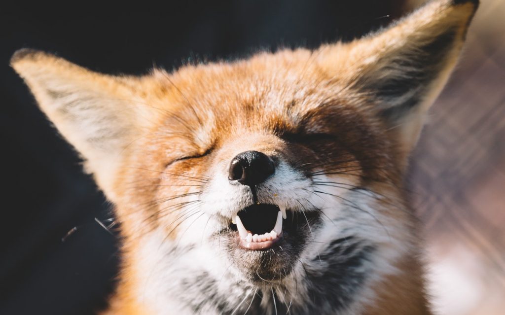 『これ…わたしの畑で取れた幻覚です…』創作物を投稿するときの気持ちに同感の声