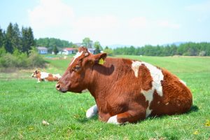なるほどわからん…新し過ぎる「乳カプ」という概念wwww