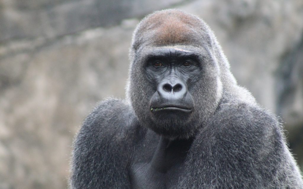 【分析】ゴリラ受けのゴリラにも種類がある！？