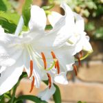 腐女子という言葉に対して百合が好きな男は「姫男子」らしい？←可愛すぎるだろ