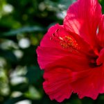 斜め上すぎる見分け方「夏の同人誌では頭にハイビスカスを付けてる方が受け」