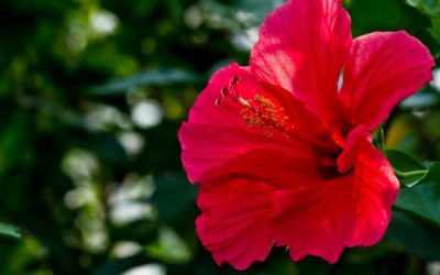 斜め上すぎる見分け方「夏の同人誌では頭にハイビスカスを付けてる方が受け」