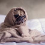 アプリゲーム「夢色キャスト」、1月15日で惜しまれつつサービス終了…ユーザーたちの「感謝」の声