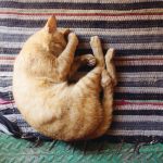 【検証】猫が液体であるという証拠がわかりみしかないwwwwww