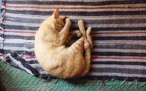 【検証】猫が液体であるという証拠がわかりみしかないwwwwww