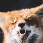 【あんスタ】大川ぶくぶ、リプライ用画像素材を連続放出でワロタwwww