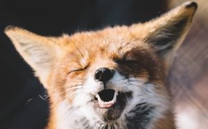 【あんスタ】大川ぶくぶ、リプライ用画像素材を連続放出でワロタｗｗｗｗ