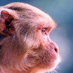 日光三猿「つらい・とうとい・むり」