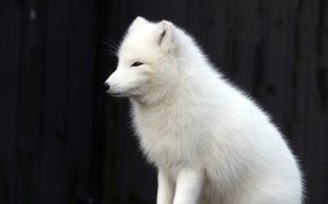 【速報】粟田口の新刀剣キター！！白山吉光の情報と反応をまとめてみた