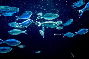 オス同士で○○をする魚が水族館のバレンタインコーナーにww