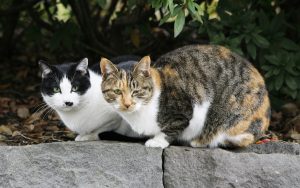 【猫×BL】猫の日にちなんで商業BLのフェア開催や作品紹介公開！電子書籍派は今すぐ購入だ！