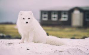 【とうらぶ】新刀剣男士の一部ビジュアルが公開！！！　あああああわ粟田口！？