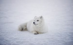 【速報】新刀種には神技なるものがある！？大注目の白山吉光の最新情報・入手方法・鍛刀レシピをまとめてみた！