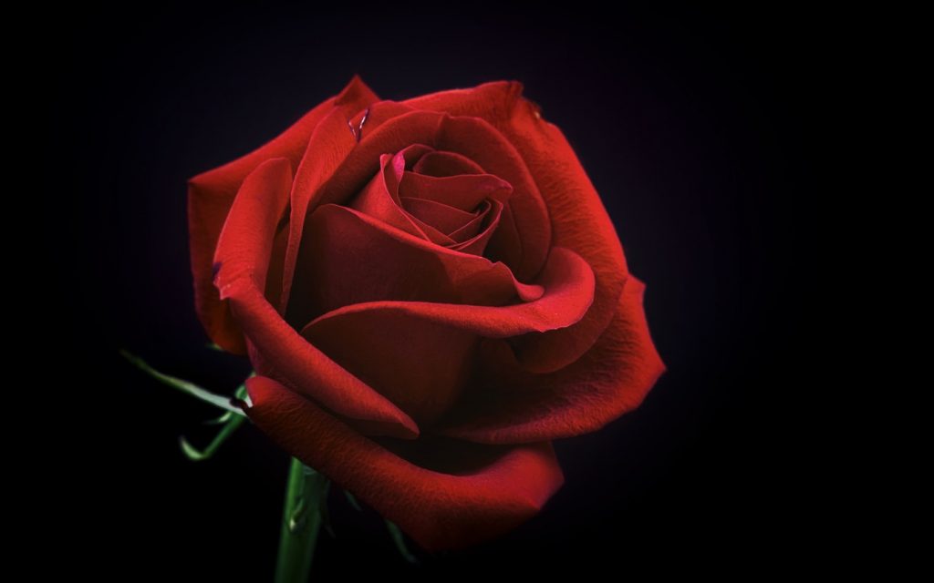 【速報】不朽の名作BL『窮鼠はチーズの夢を見る』実写映画化決定！キャスティングに腐女子の反応は？