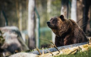 「事務員から転職したいなあ…」→「ヒグマ猟師になります」!?