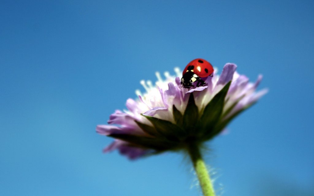 【ジョジョ5部】叶姉妹・恭子さんがジョルノのコスプレ！？完全に荒木飛呂彦の作画だ…