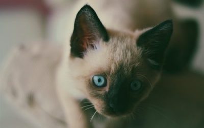 ふと懐から出てきたのは『青眼の白龍』でした