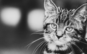 銀魂×サンリオのコラボがキディランドで開催決定！グッズの数が凄いｗｗｗ