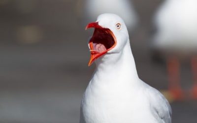 【炎上】ありがた料とは？ツイッターで謎のワードが誕生！