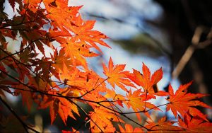 【だかいち】西條高人＆綾木千広が演じた「劇中劇」が舞台化！『紅葉鬼』の脚本など情報解禁、メインキャストのビジュアルも