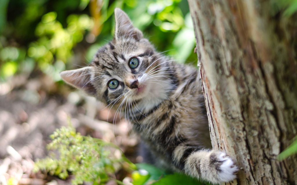 ネコ様、ご自身の名前をわかっている上で無視していたのが論文で発表された件についてwww猫飼いあるあるが遂に証明されたか…