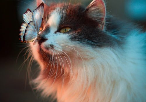 【麻天狼】「パピヨン」、イメージと違い過ぎてワロタ【ヒプノシスマイク】